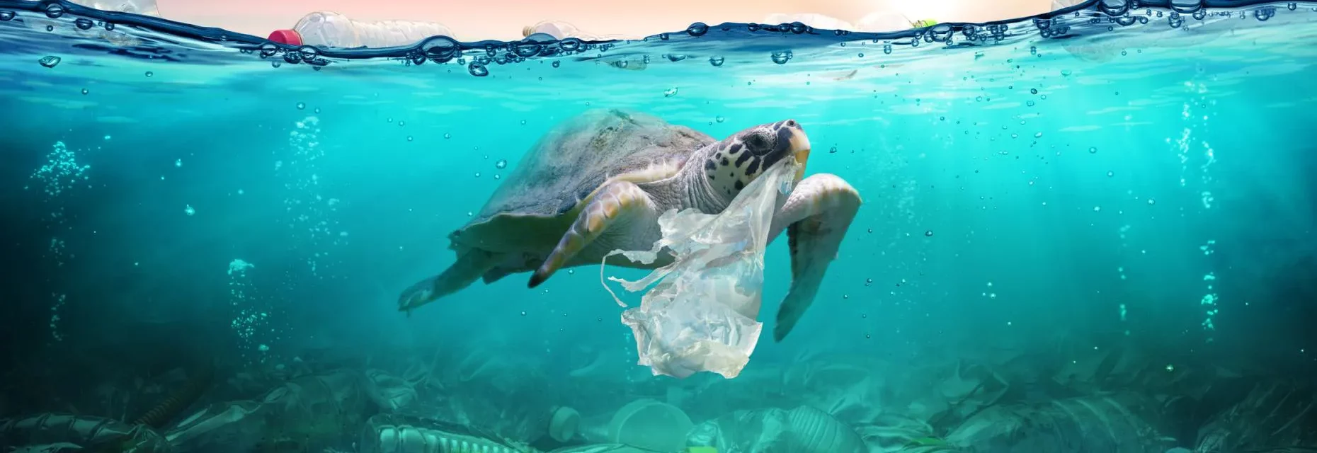 Eco friendly: una tortuga nadando entre plásticos en el oceano