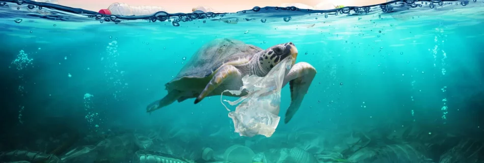 Eco friendly: una tortuga nadando entre plásticos en el oceano